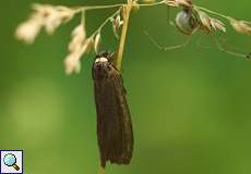 Rotkragen-Flechtenbärchen (Red-necked Footman, Atolmis rubricollis), Totfund in einem Spinnennetz