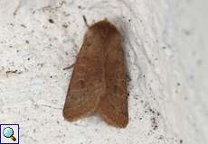 Rundflügel-Kätzcheneule (Common Quaker, Orthosia cerasi)