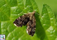 Rundstirnmotte (Nettle-tap, Anthophila fabriciana)