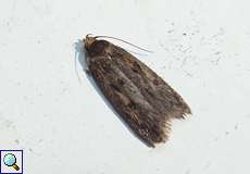 Samenmotte (Brown House-moth, Hofmannophila pseudospretella)