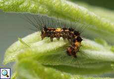 Schlehen-Bürstenspinner (Rusty Tussock Moth, Orgyia antiqua), junge Raupe