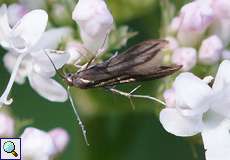 Schreckensteinia festaliella