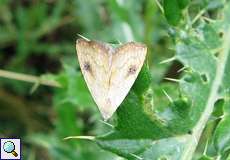 Seideneulchen (Straw Dot, Rivula sericealis)