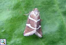 Silbereulchen (Silver Barred, Deltote bankiana)