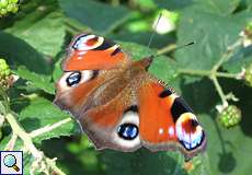 Tagpfauenauge (European Peacock, Aglais io)