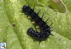 Raupe des Tagpfauenauges (European Peacock, Aglais io)