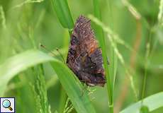 Tagpfauenauge (European Peacock, Aglais io), Unterseite