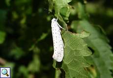 Traubenkirschen-Gespinstmotte (Bird-cherry Ermine, Yponomeuta evonymella)