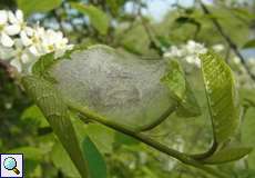 Raupen der Traubenkirschen-Gespinstmotte in ihrem Gespinst (Bird-cherry Ermine, Yponomeuta evonymella)
