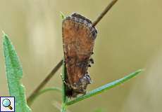 Trockenrasen-Halmeulchen (Cloaked Minor, Mesoligia furuncula)