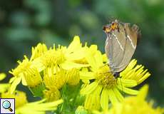 Ulmen-Zipfelfalter (White-letter Hairstreak, Satyrium w-album)