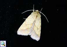 Umbra-Sonneneule (Bordered Sallow, Pyrrhia umbra)