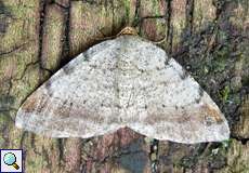 Violettgrauer Eckflügelspanner (Tawny-barred Angle, Macaria liturata)