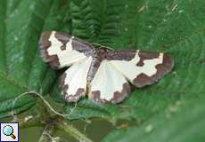 Vogelschmeiß-Spanner (Clouded Border, Lomaspilis marginata)