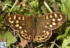 Waldbrettspiel (Speckled Wood, Pararge aegeria)