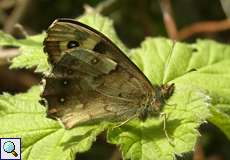 Waldbrettspiel (Speckled Wood, Pararge aegeria)