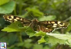 Waldbrettspiel (Speckled Wood, Pararge aegeria)