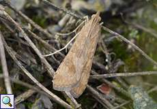 Wanderzünsler (Rush Veneer, Nomophila noctuella)