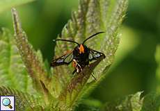 Weiden-Glasflügler (Red-tipped Clearwing, Synanthedon formicaeformis)