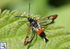 Weiden-Glasflügler (Red-tipped Clearwing, Synanthedon formicaeformis)