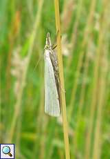Weißer Graszünsler (Grass Veneer, Crambus perlella)