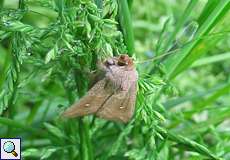 Weißpunkt-Graseule (White-Point, Mythimna albipuncta)