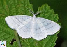 Männlicher Weißstirn-Weißspanner (Cabera pusaria)