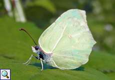 Zitronenfalter (Common Brimstone, Gonepteryx rhamni)