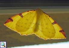 Zitronenspanner (Brimstone Moth, Opisthograptis luteolata)