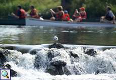 Lachmöwe (Chroicocephalus ridibundus) und Ruderer auf der Ruhr