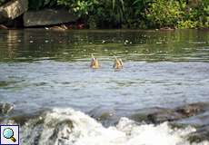 Zwei Stockenten (Anas platyrhynchos) auf der Ruhr