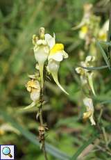 Gewöhnliches Leinkraut (Linaria vulgaris)