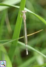 Frisch geschlüpfte männliche Blaue Federlibelle (Platycnemis pennipes)