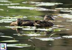 Dösende Stockenten (Anas platyrhynchos)