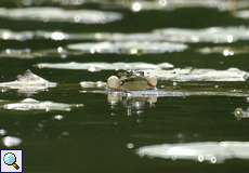 Quakender Teichfrosch (Pelophylax esculentus)