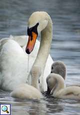 Familie Höckerschwan (Cygnus olor)