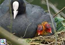 Nestwärme bei den Blässhühnern (Fulica atra)