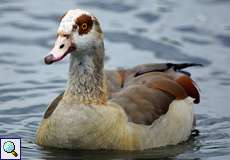 Nilgans (Alopochen aegyptiaca)