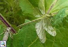 Weibliche Westliche Keiljungfer (Gomphus pulchellus)