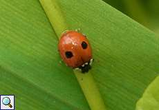 Zweipunkt-Marienkäfer (Adalia bipunctata)