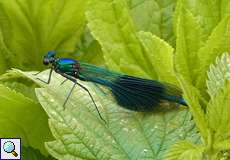 Männliche Gebänderte Prachtlibelle (Calopteryx splendens)