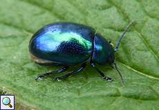 Himmelblauer Blattkäfer (Chrysolina coerulans)