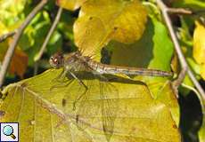 Weibliche Große Heidelibelle (Common Darter, Sympetrum striolatum)