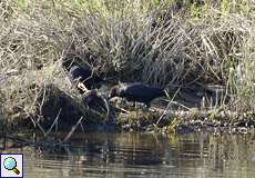 Rabenkrähen (Corvus corone) fressen einen Fisch am Ufer der Ruhr