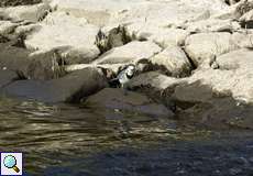 Bachstelze (Motacilla alba)