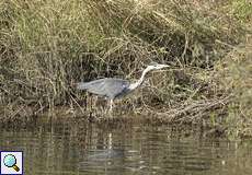 Graureiher (Ardea cinerea)