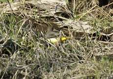 Gebirgsstelze (Motacilla cinerea)