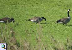 Kanadagänse (Branta canadensis)