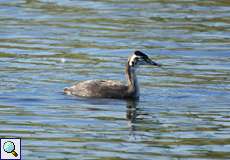 Jugendlicher Haubentaucher (Podiceps christatus)