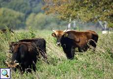 Heckrinder (Bos taurus primigenius) im Naturschutzgebiet 'Ruhraue Hattingen-Winz'